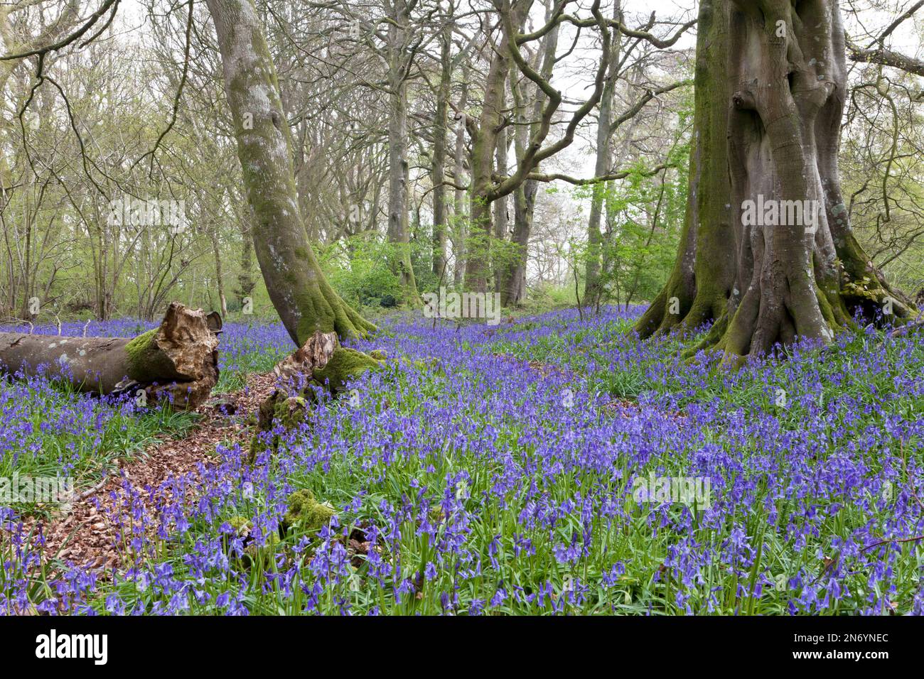 Bluebells a Grovely Wood, vicino a Wilton nel Wiltshire. Foto Stock