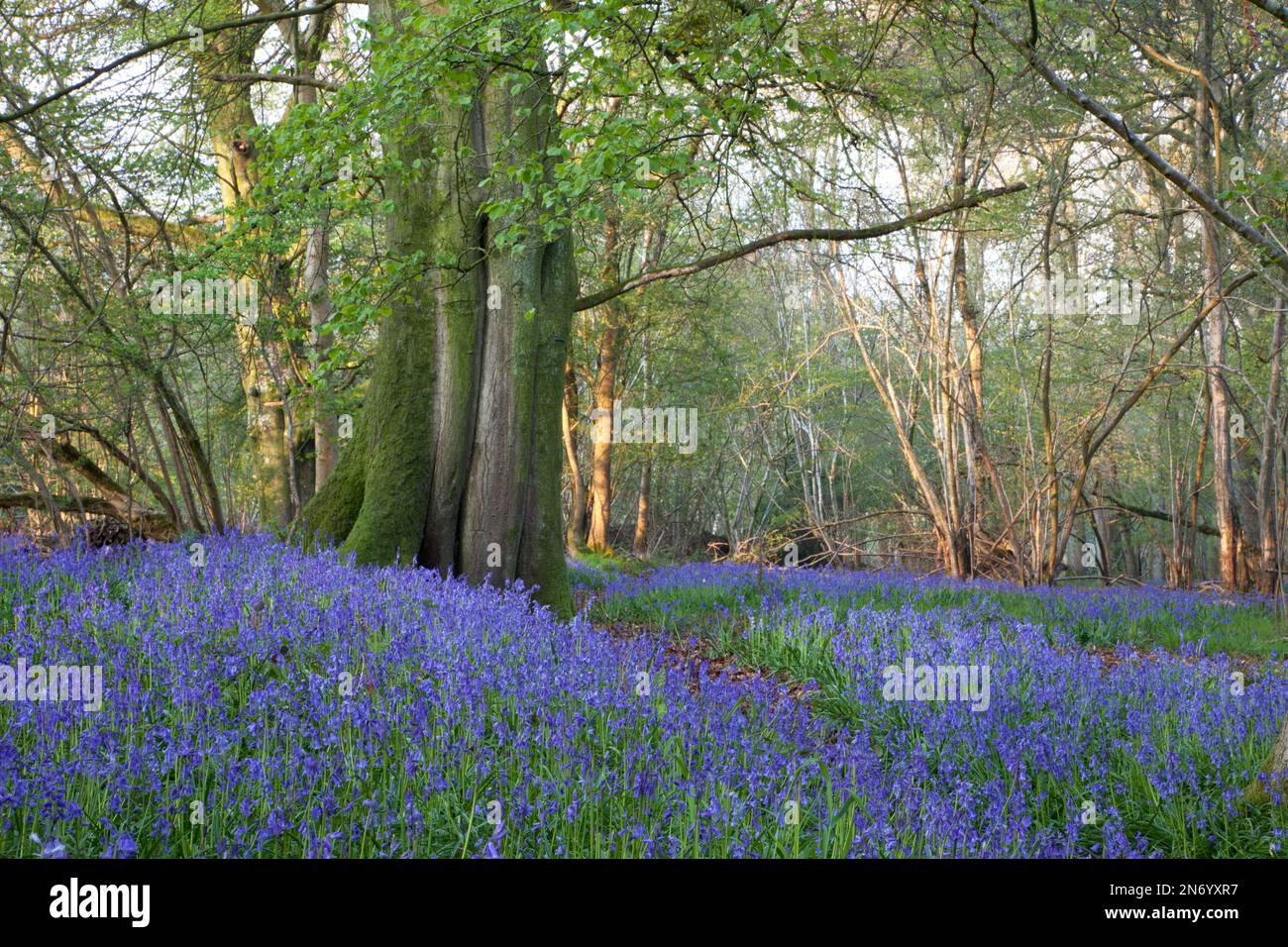 Bluebells a Grovely Wood, vicino a Wilton nel Wiltshire. Foto Stock
