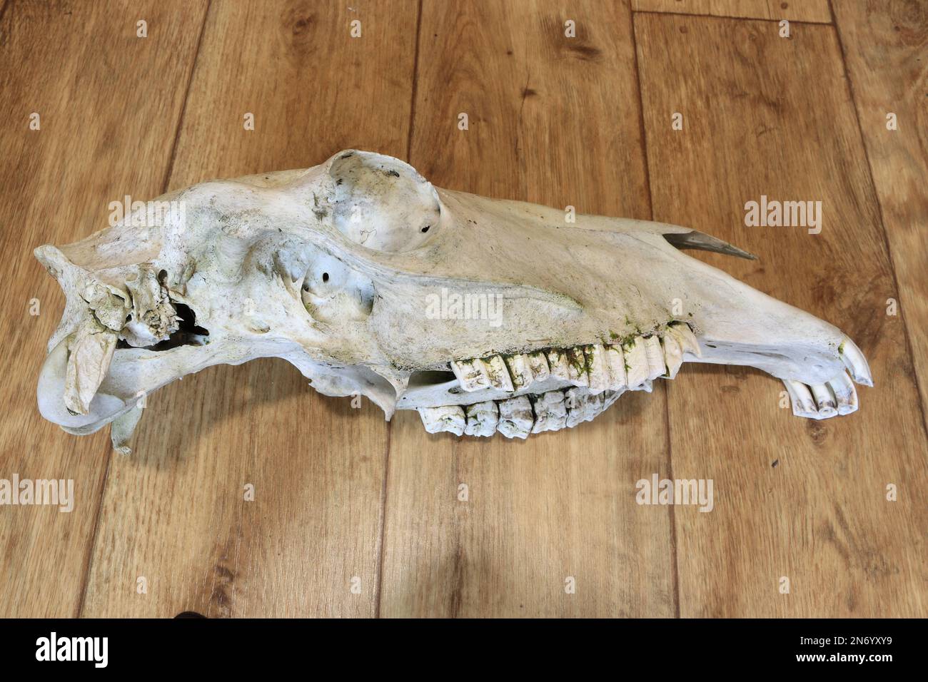 Cranio cavallo/pony, tassidermia delle ossa animali Foto Stock