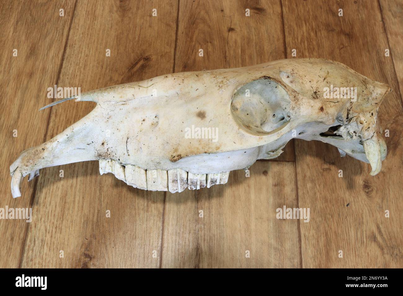 Cranio cavallo/pony, tassidermia delle ossa animali Foto Stock
