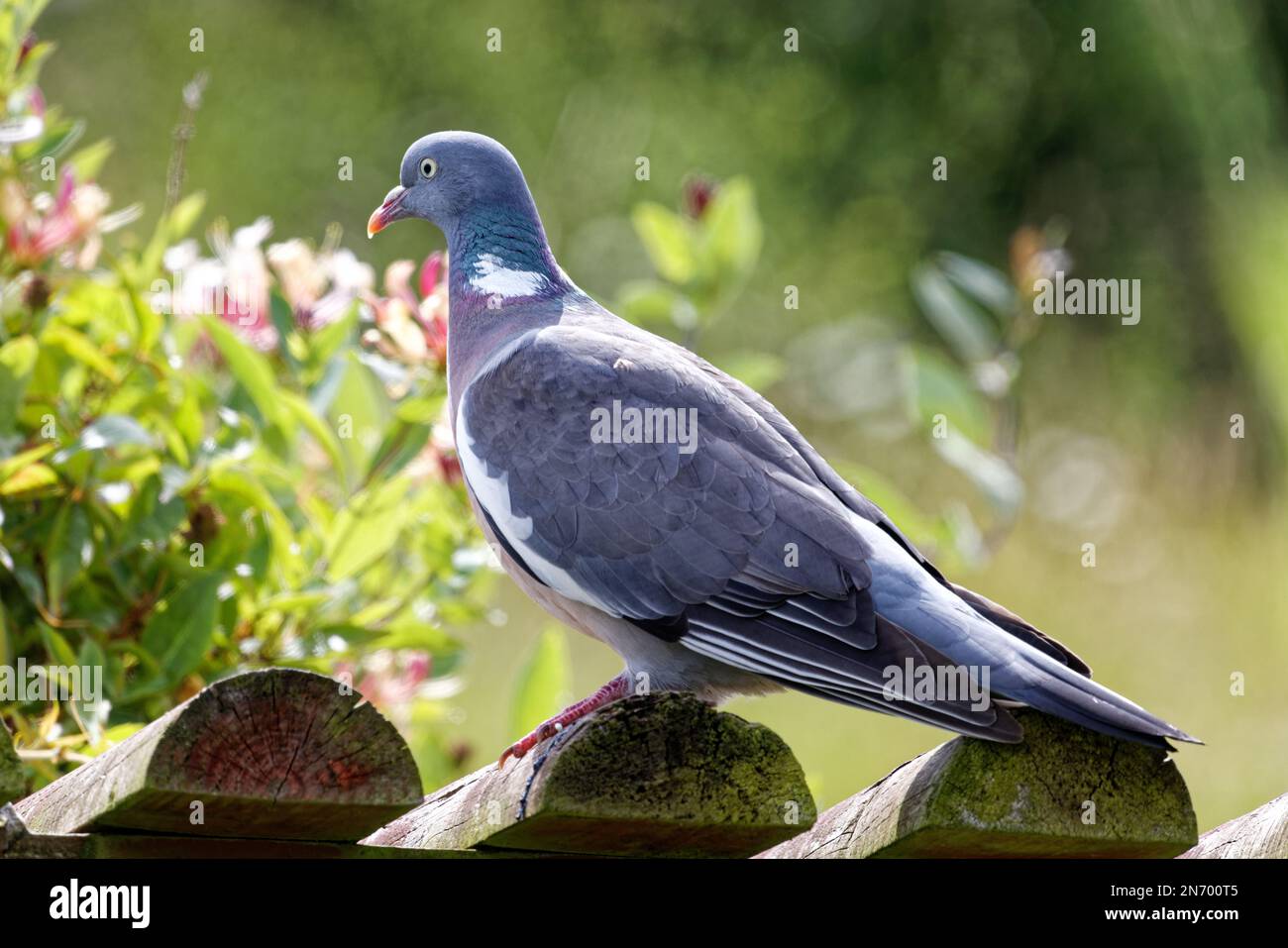 Woodpicceon (Columba palumbus) arroccato su tetto di legno Foto Stock