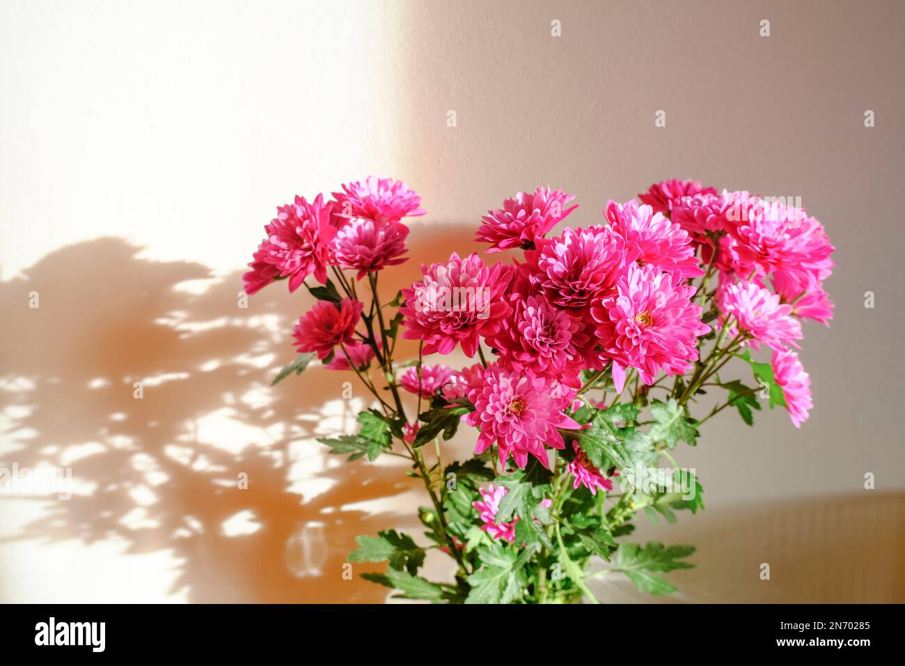 Bouquet di crisantemi rosa fiori alla luce del sole attraverso la parete bianca. Disegno di cartolina. Spazio di copia. Arredamento interno, concetto regalo Foto Stock