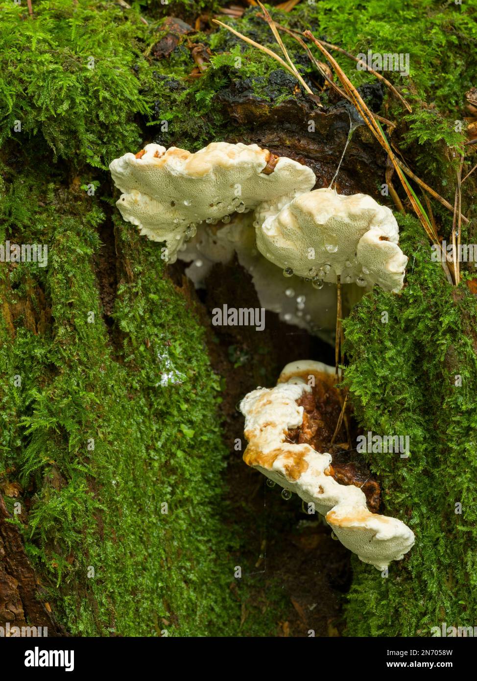 Il corpo fruttifero del fungo Root Rot (Heterobasidion annosum) che cresce sul lato di un vecchio ceppo di albero in un bosco misto nel Somerset del Nord, Inghilterra. Foto Stock