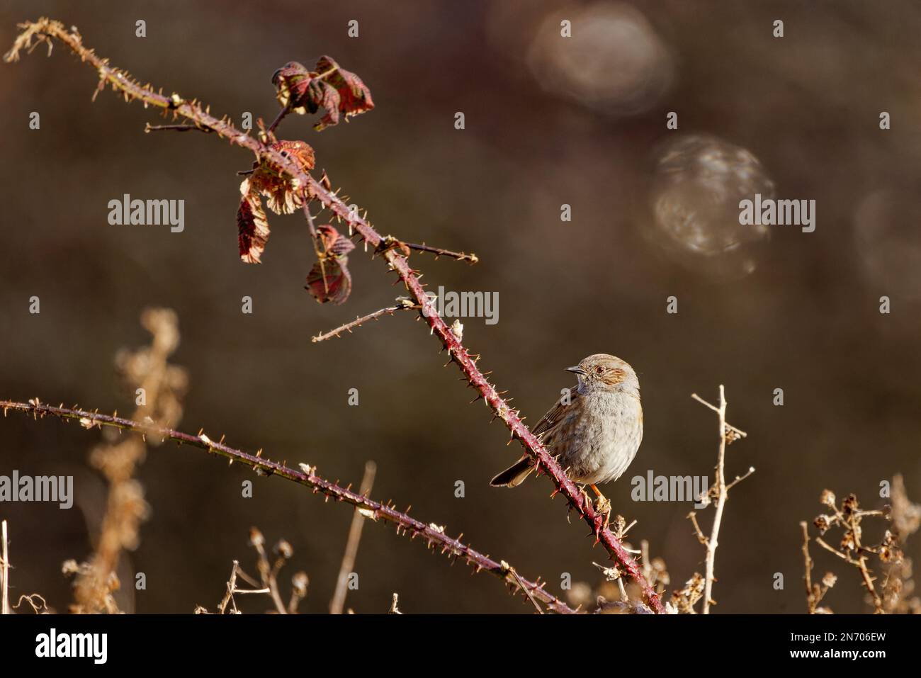 Dunnock (Prunella modularis) arroccato sul ramo spinoso Foto Stock