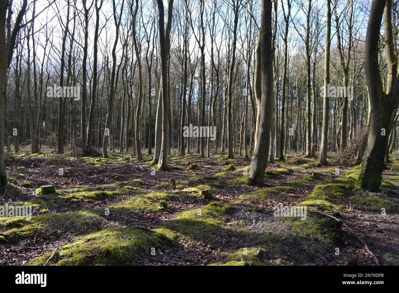 Broax Forest Walk in Un giorno di sole con Blue Sky - fuori in campagna + Woodlands vicino a Scarborough Yorkshire UK Foto Stock