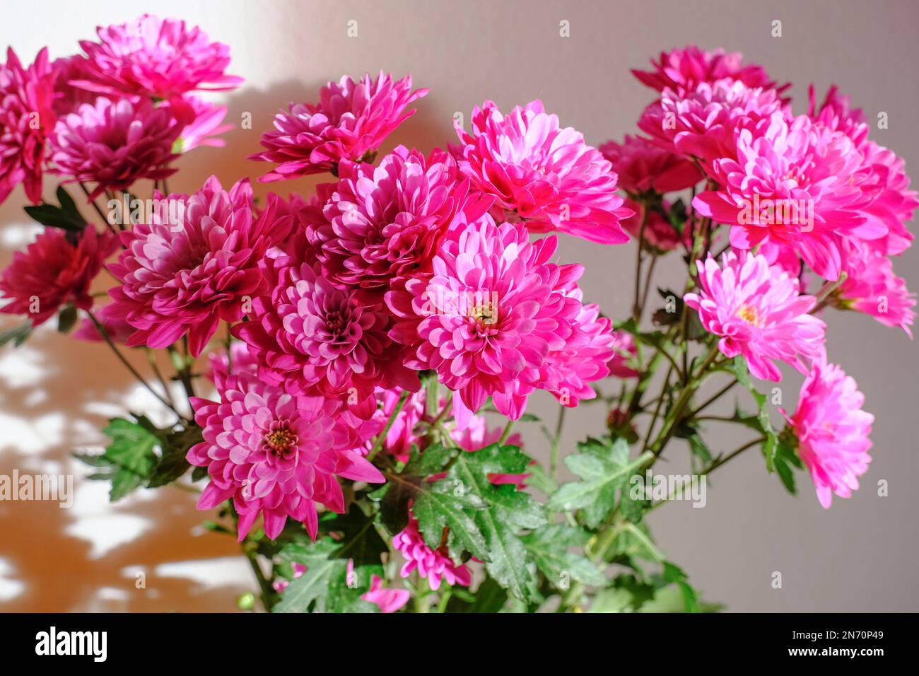 Bouquet di crisantemi rosa fiori alla luce del sole attraverso la parete bianca. Disegno di cartolina. Spazio di copia. Arredamento interno, concetto regalo Foto Stock