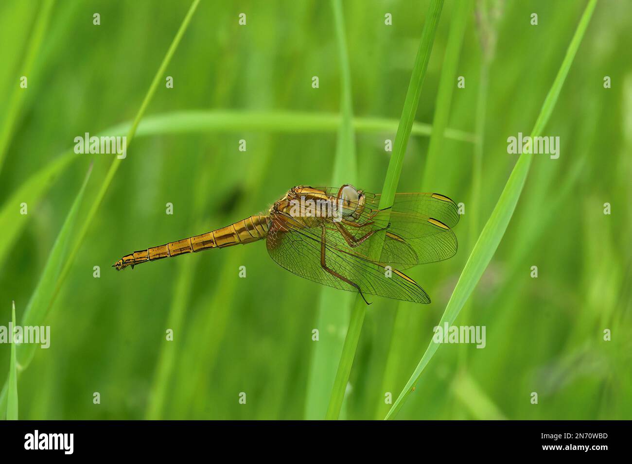 Primo piano naturale di un fresco emerso scarlatto-darter comune, Crocothemis eritraea, arroccato in erba Foto Stock