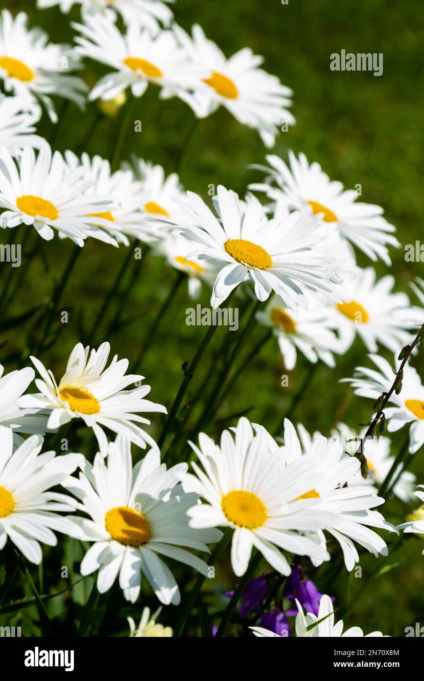 Fiori in un giardino francese, molto di colore estivo Foto Stock
