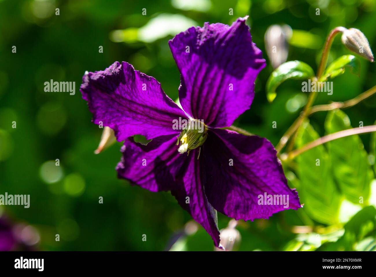 Fiori in un giardino francese, molto di colore estivo Foto Stock