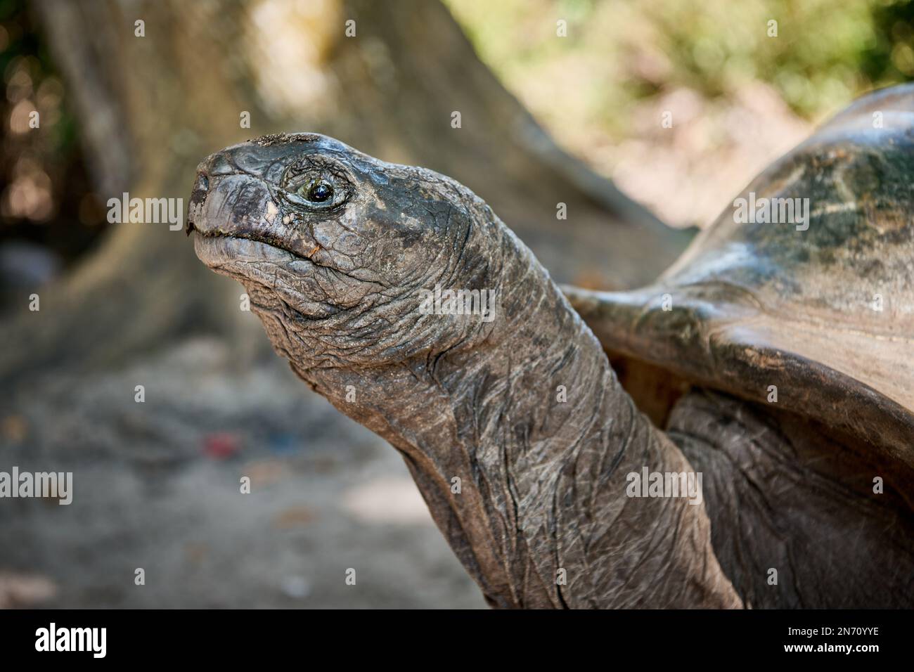 Tartaruga gigante Aldabra (Aldabrachelys gigantea) sull'isola di Curieuse, Isola di Prasiln, Seychelles Foto Stock