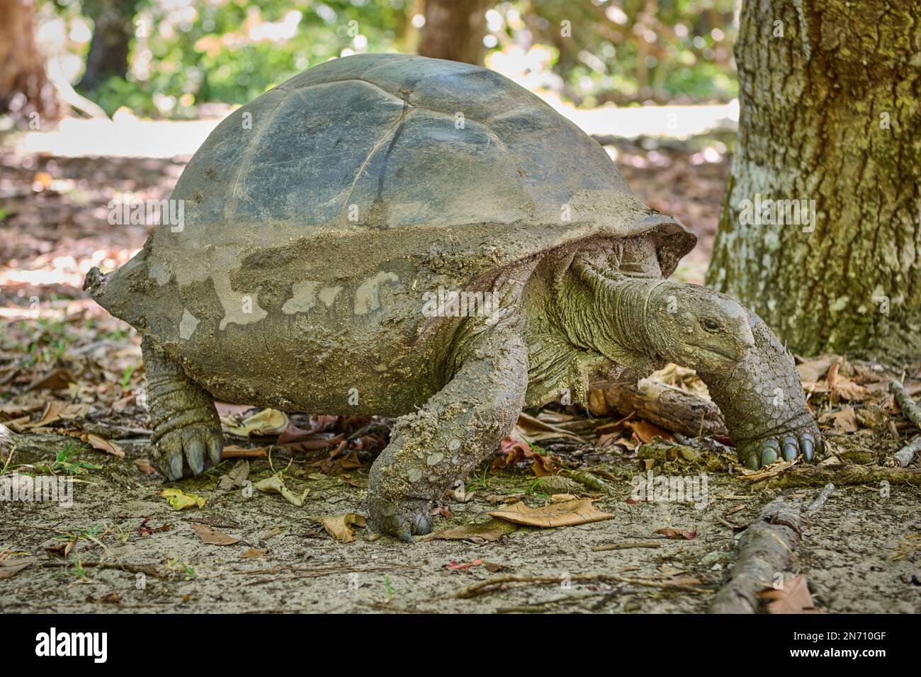 Tartaruga gigante Aldabra (Aldabrachelys gigantea) sull'isola di Curieuse, Isola di Prasiln, Seychelles Foto Stock