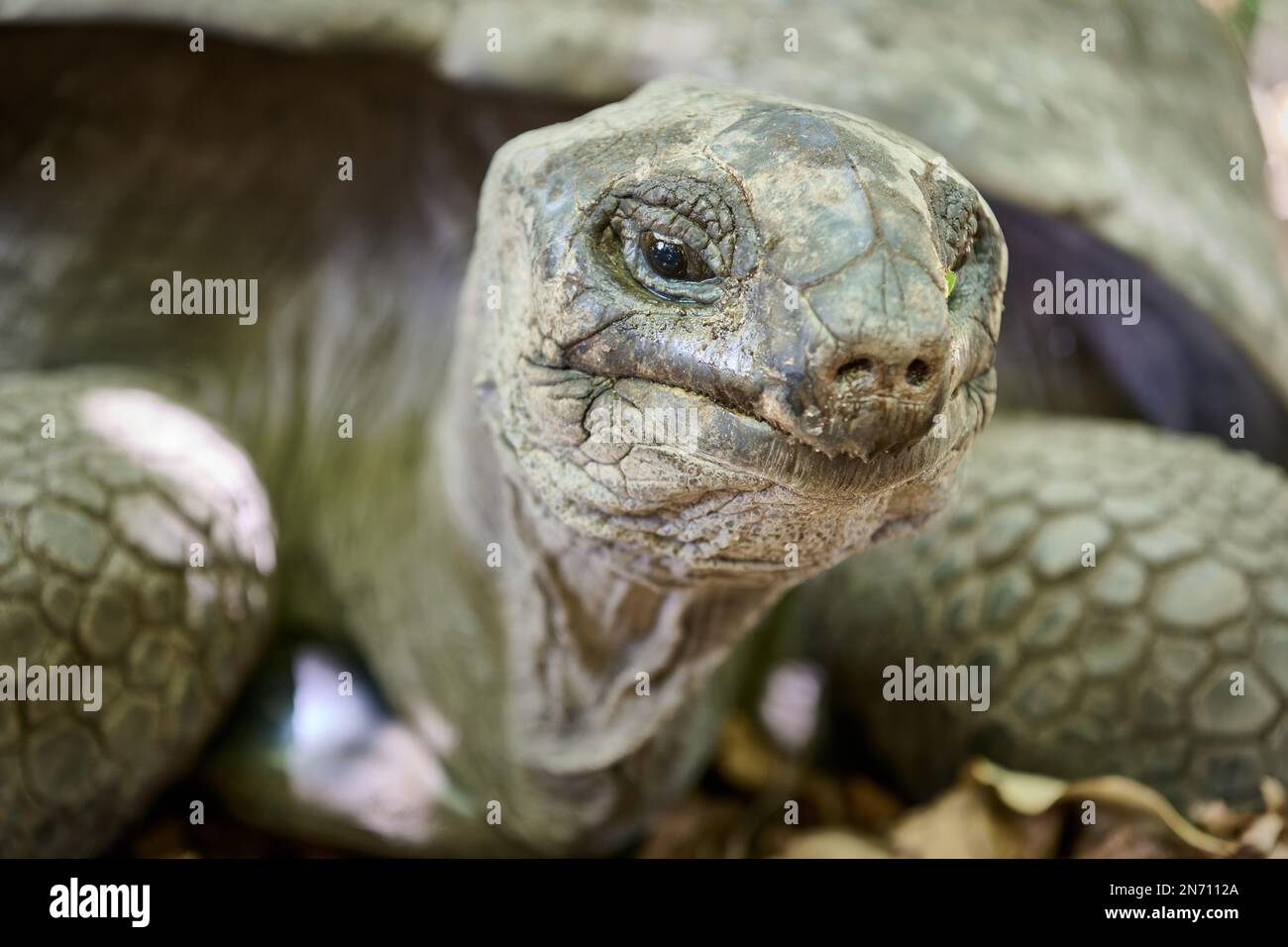 Tartaruga gigante Aldabra (Aldabrachelys gigantea) sull'isola di Curieuse, Isola di Prasiln, Seychelles Foto Stock