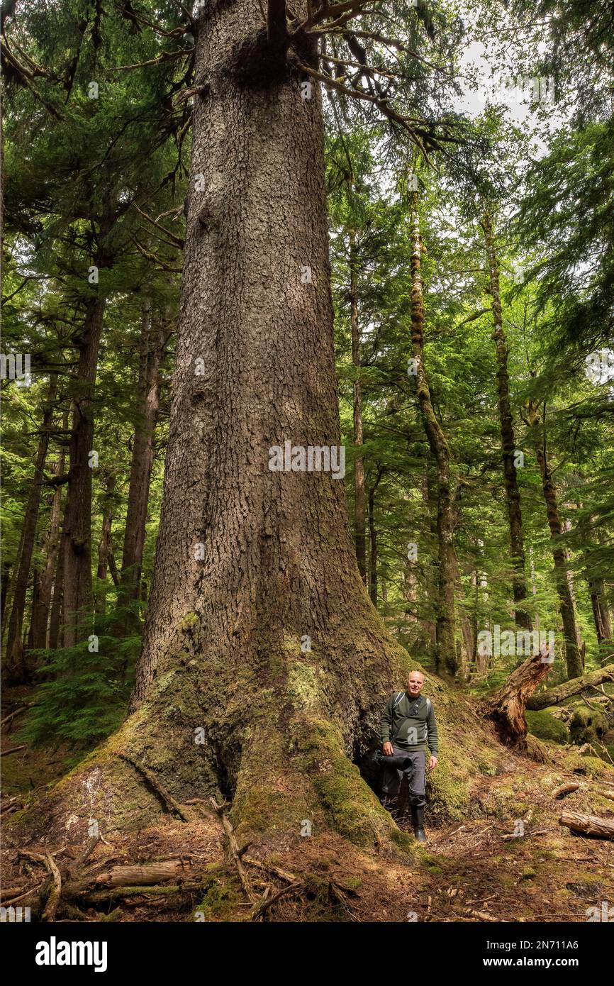 Photograher in piedi presso il tronco di un enorme abete Sitka, Moresby Island, Haida Gwaii, BC Foto Stock