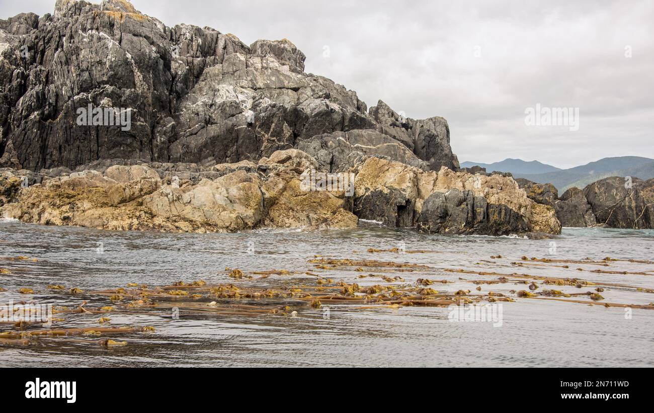 Bull kelp, guillemots piccione sulla riva, Gordon Islands, Haida Gwaii, BC Foto Stock