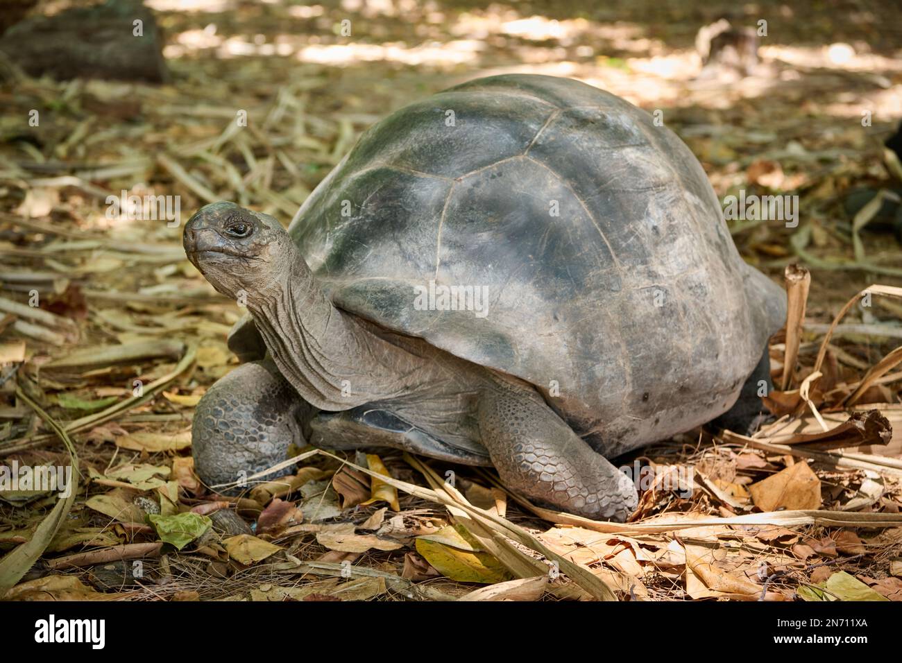 Tartaruga gigante Aldabra (Aldabrachelys gigantea) sull'isola di Curieuse, Isola di Prasiln, Seychelles Foto Stock