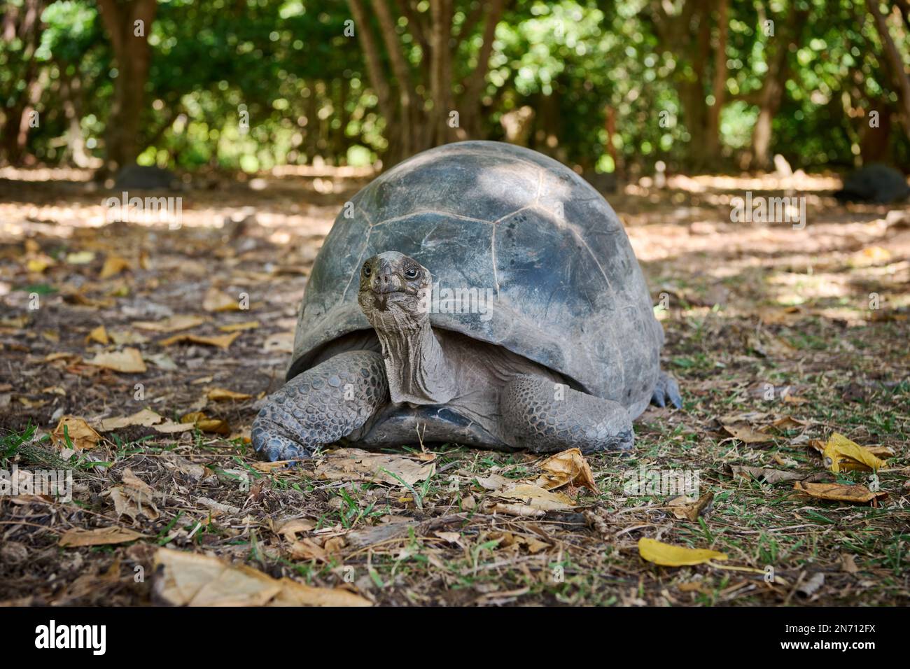 Tartaruga gigante Aldabra (Aldabrachelys gigantea) sull'isola di Curieuse, Isola di Prasiln, Seychelles Foto Stock