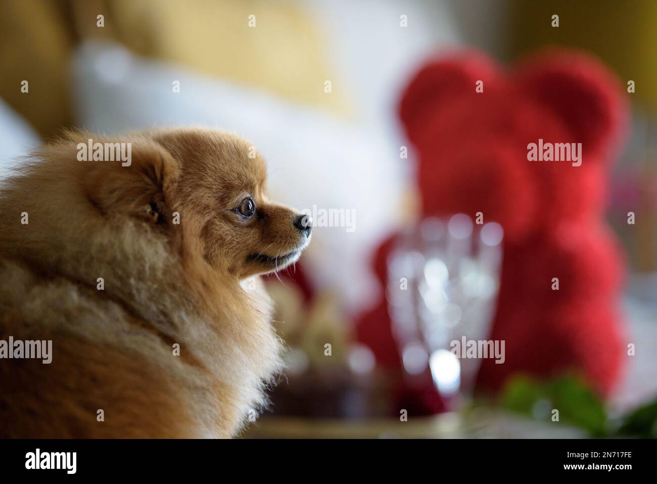 Ritratto di un cane Pomerano Foto Stock
