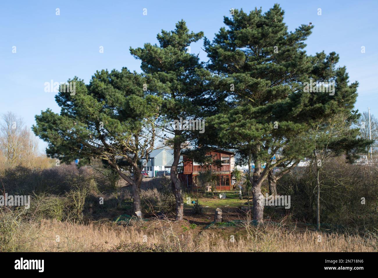 Casa in stile scandinavo a North Fampridge con pini statuesque che forniscono una cornice naturale. Foto Stock