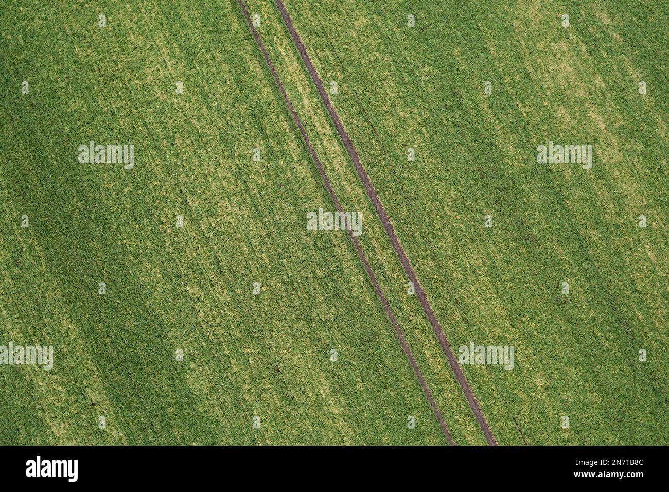 Campo con cereali invernali e solchi, Germania Foto Stock