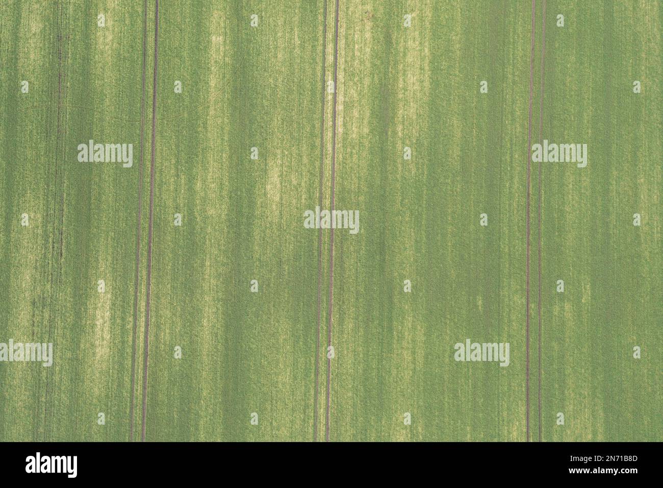 Campo con cereali invernali e solchi, Germania Foto Stock