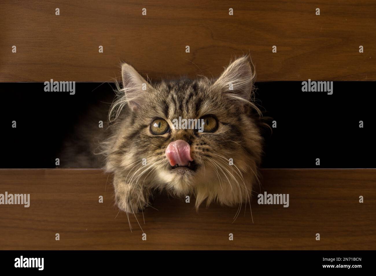 Primo piano di un soffice gatto persiano tabby che attacca la lingua Foto Stock