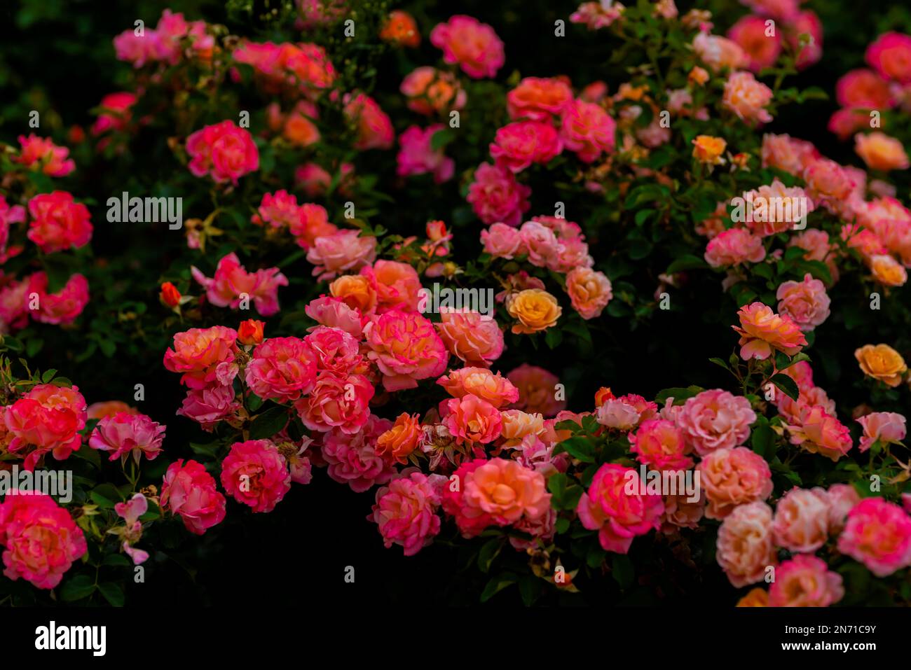 Molte belle rose rosa fioritura, colori audaci Foto Stock