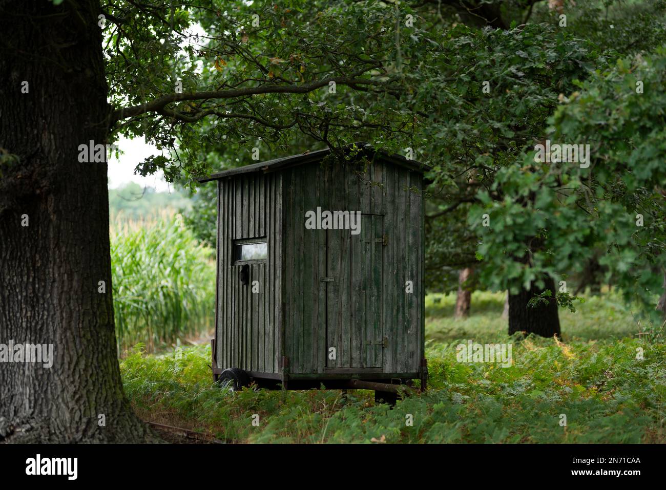 Caccia Lodge in natura accanto a un campo di mais nella foresta Foto Stock