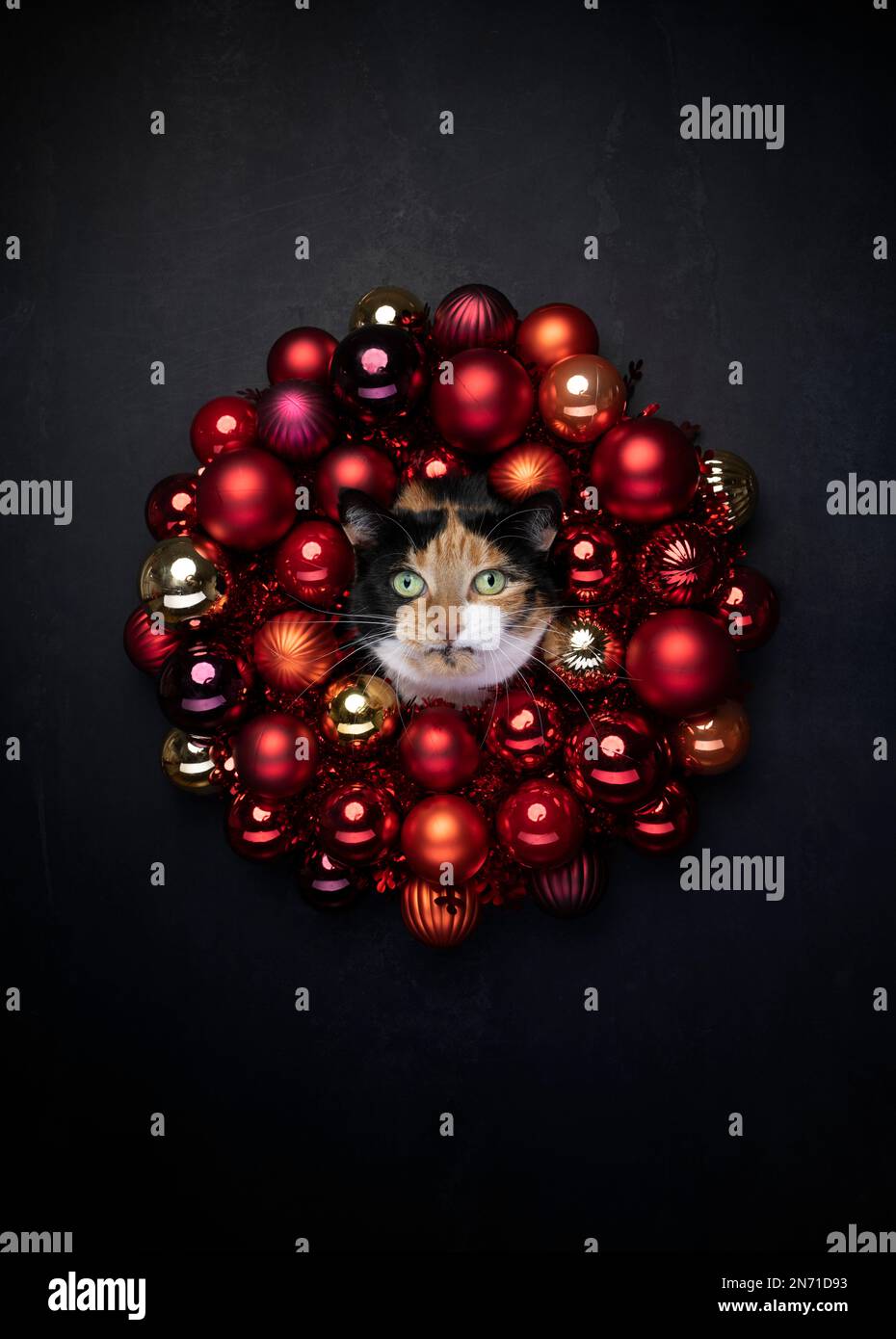 ritratto di gatto di natale. Gatto calico testa attaccante attraverso rosso xmas bauble corona su sfondo nero con copia spazio, rendendo il volto divertente Foto Stock