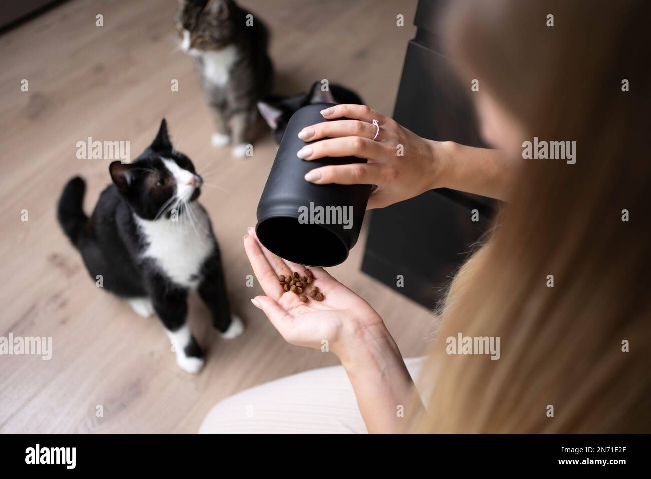 donna proprietario di animali domestici svuotare vaso di trattamento per dare cibo secco snack a gatti affamati Foto Stock