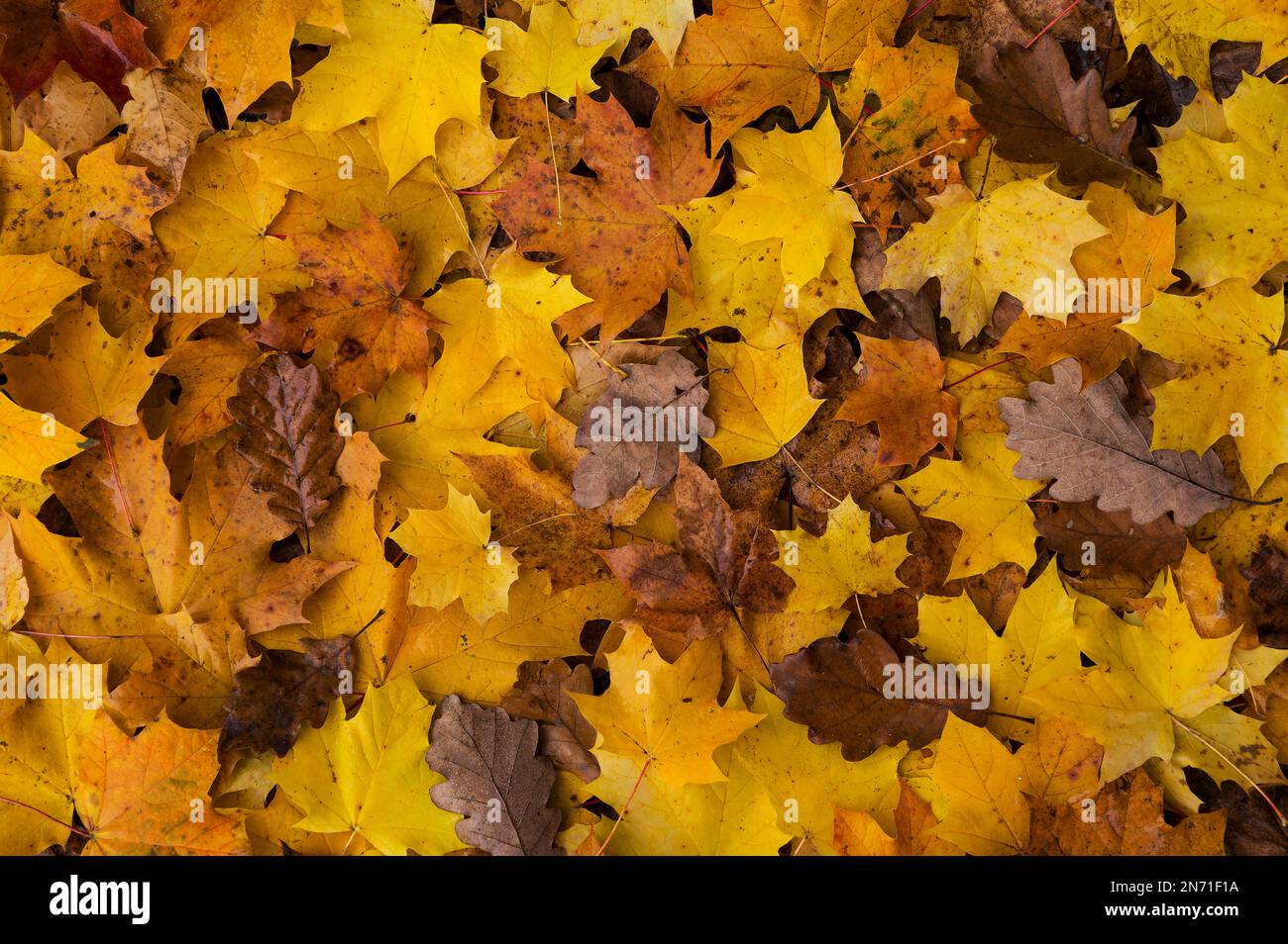 Foglie colorate di acero norvegese (Acer platanoides) e quercia (Quercus), autunno, Parco Naturale della Foresta del Palatinato, Foresta del Palatinato-Riserva della Biosfera dei Vosgi del Nord, Germania, Renania-Palatinato Foto Stock