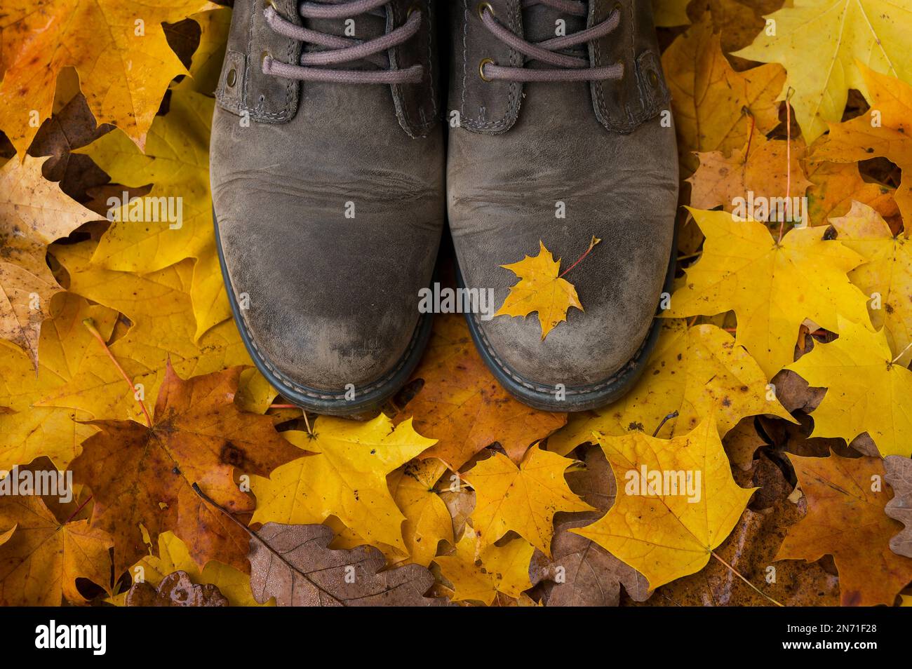 Passeggiata autunnale nella foresta, il pavimento della foresta coperto di foglie colorate, scarpe marroni con piccola foglia di acero giallo Foto Stock