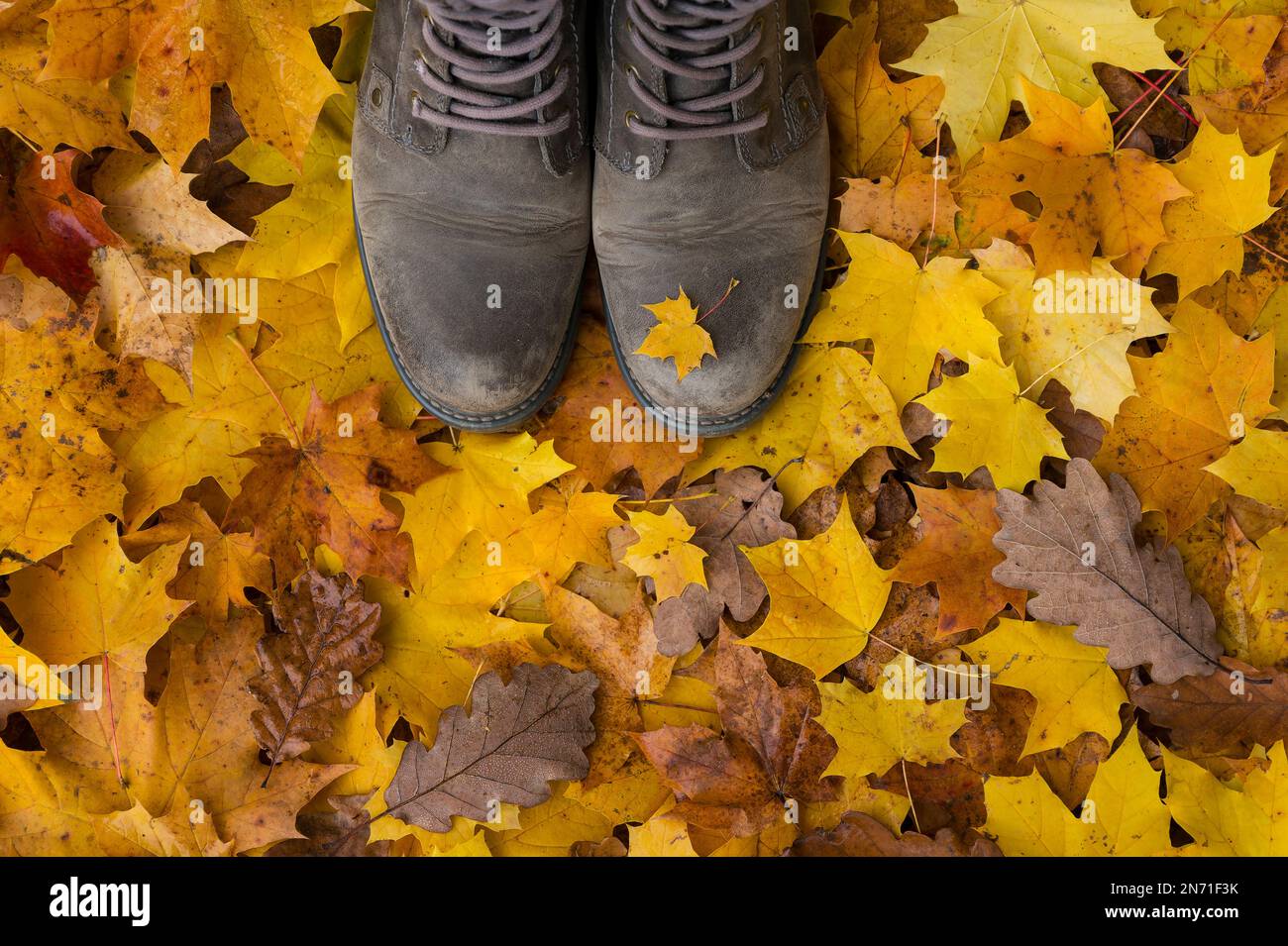 Passeggiata autunnale nella foresta, il pavimento della foresta coperto di foglie colorate, scarpe marroni con piccola foglia di acero giallo Foto Stock