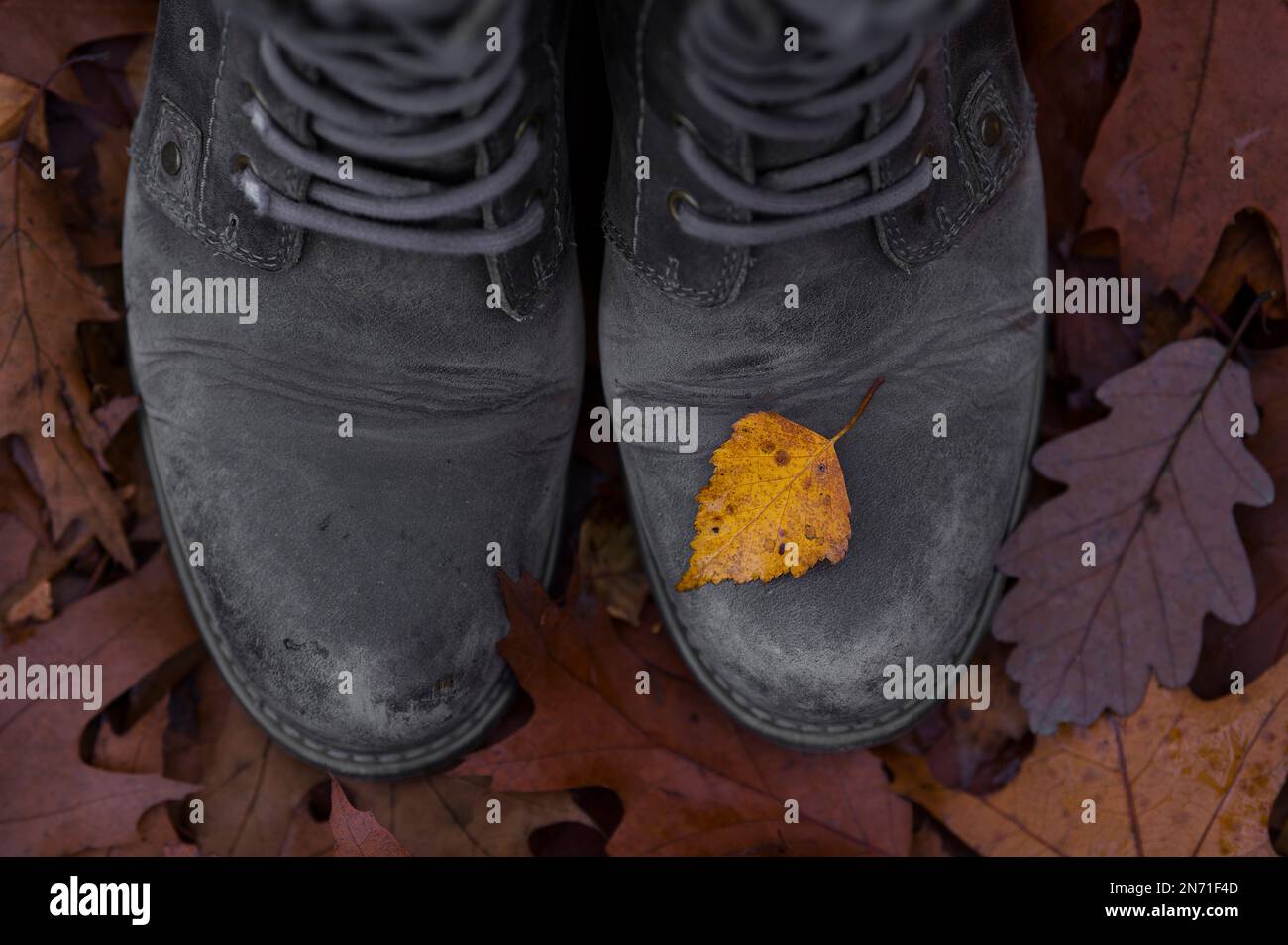 Passeggiata autunnale nel bosco, pavimento forestale coperto con foglie autunnali, scarpe marroni con piccola foglia di betulla gialla Foto Stock