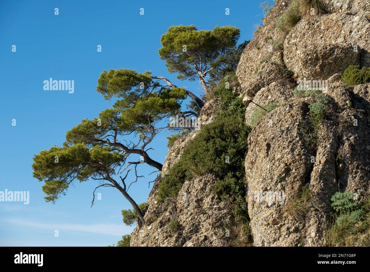 Alberi pendici su una scogliera ripida, riviera Italiana, Camogli, Liguria, Italia Foto Stock
