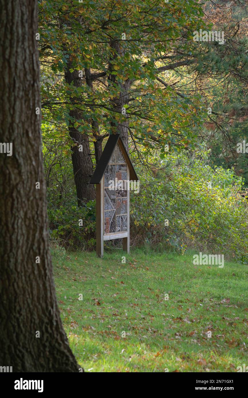 Natura, alberi, insetto hotel, autunno Foto Stock