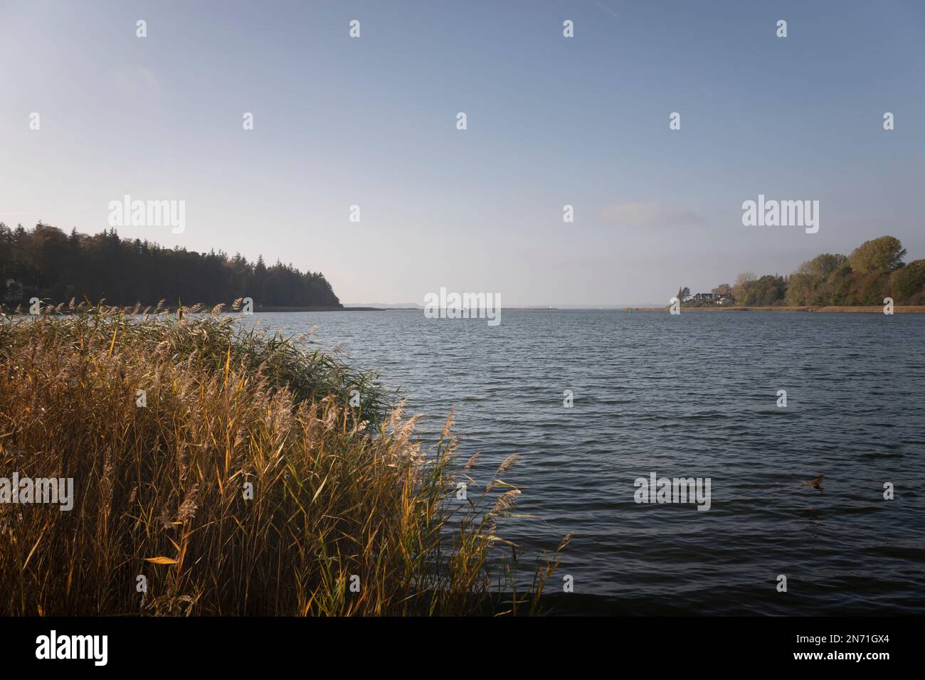 Schlei, natura, nessuna gente, fiume, luce della sera, Missonde, Schleswig-Holstein, Germania Foto Stock