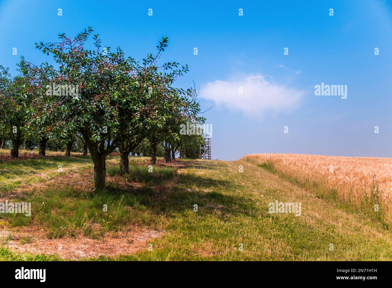 Alberi da frutto, alberi di mela, natura, agricoltura Foto Stock