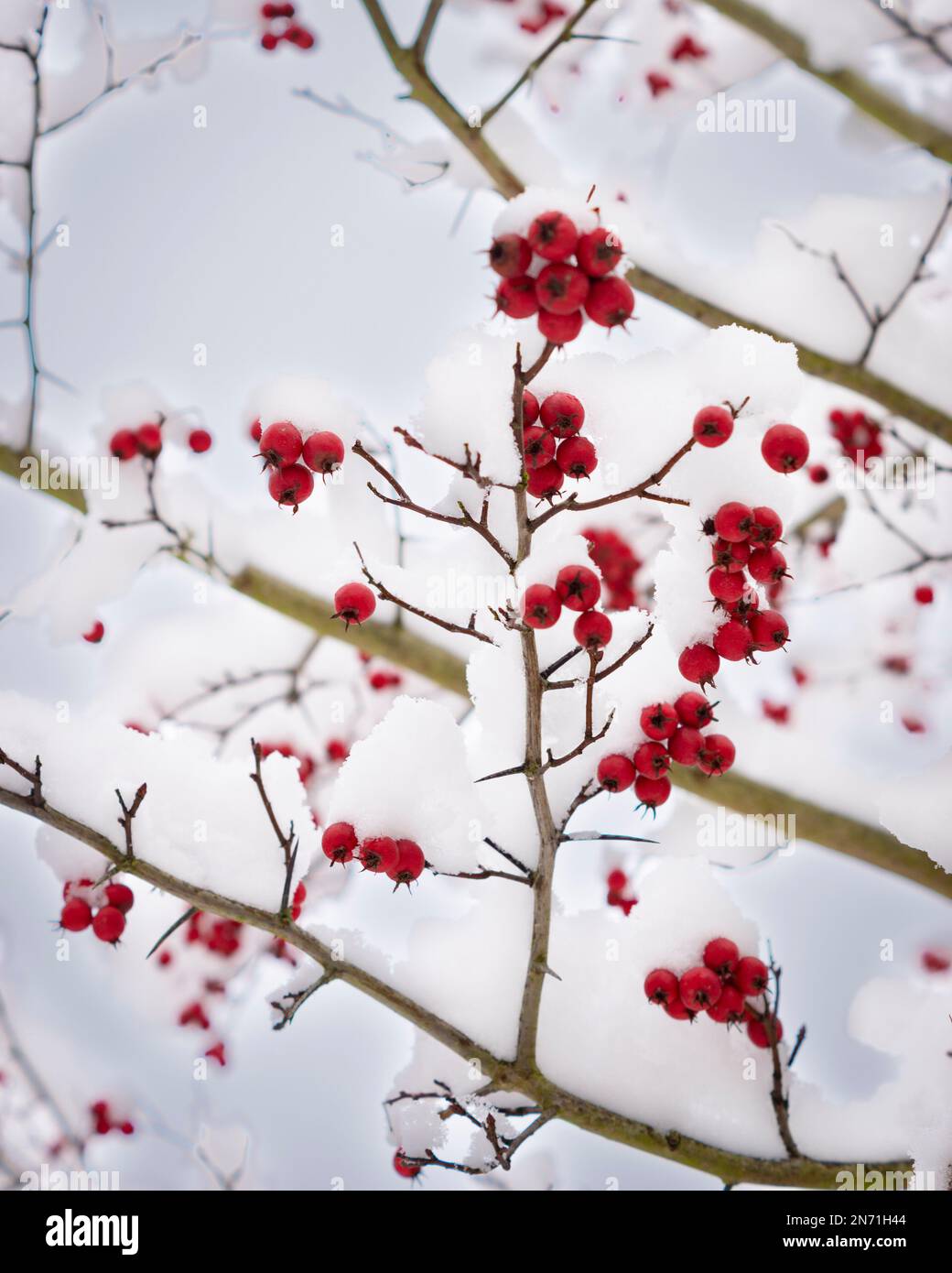 Albero, frutti di bosco rossi, inverno, neve Foto Stock