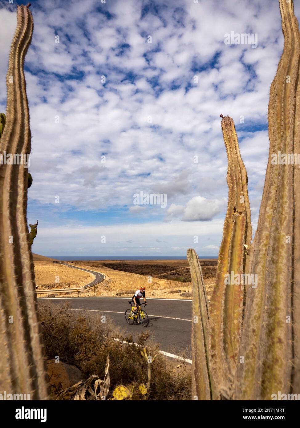 Ciclista stradale e cactus sulla strada tra Los Molinos e Puertito de los Molinos, Isole Canarie, Spagna Foto Stock