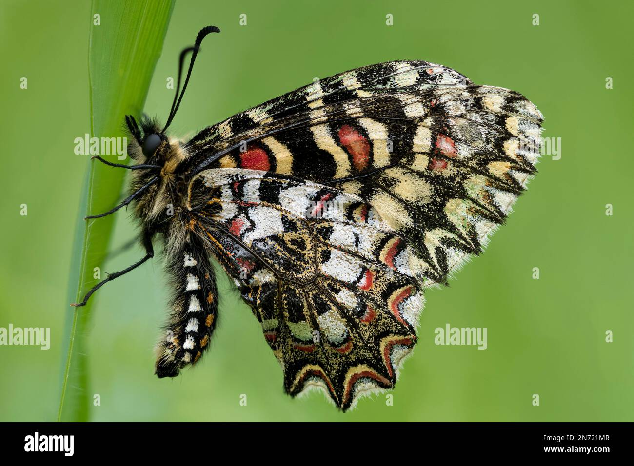 Farfalla festone spagnola, Zerynthia rumina, farfalla a coda di rondine, Papilionidae, lama d'erba, ali chiuse, sotto le ali. Foto Stock