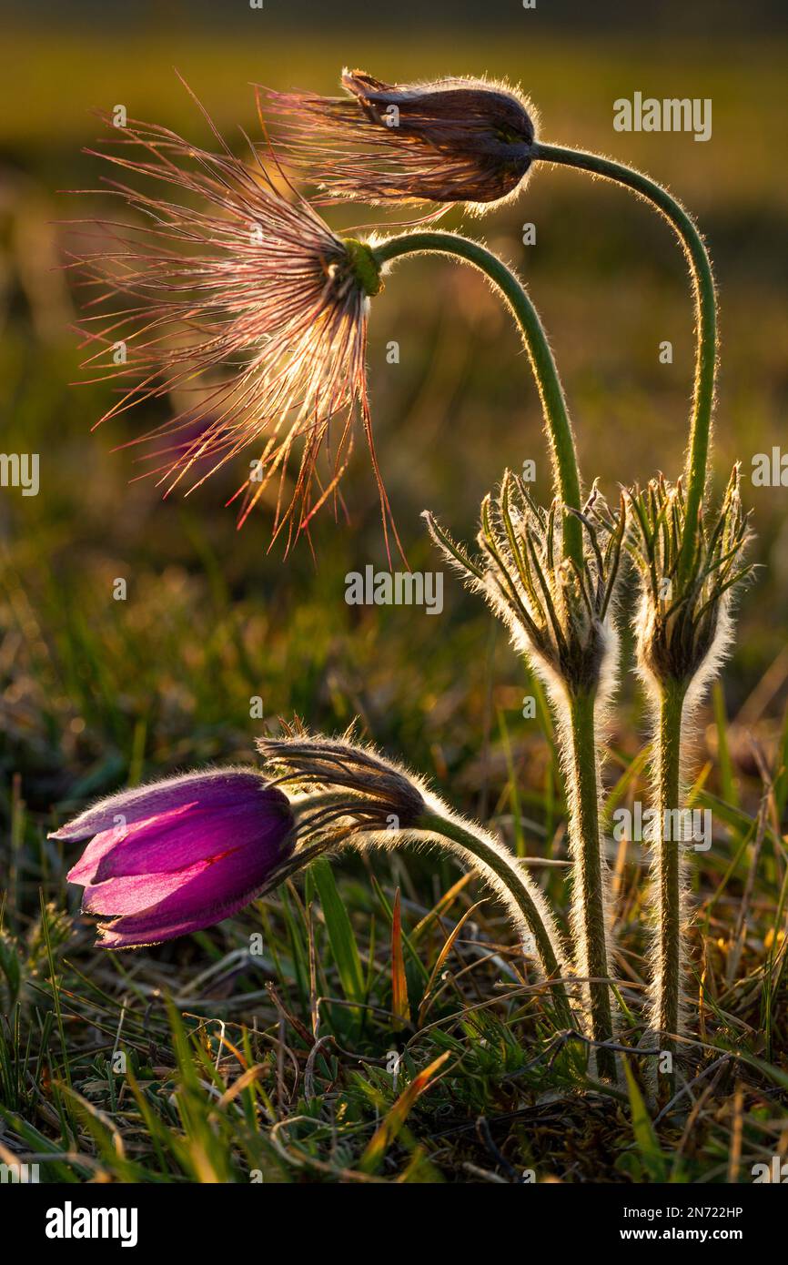 Cowslip comune, fiore di pasque comune, Pulsatilla vulgaris, Foto Stock