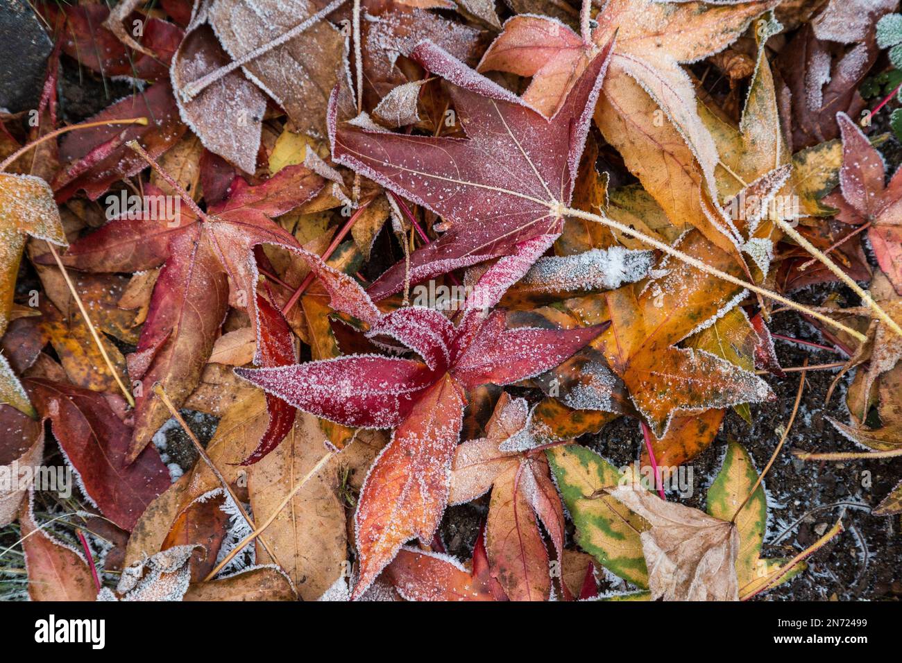 Natura, stagioni, autunno, colore autunnale, inverno, Freddo, vita vegetale, flora, foglie ricoperte di brace, dolcificante americano, Liquidambar styraciflua Foto Stock