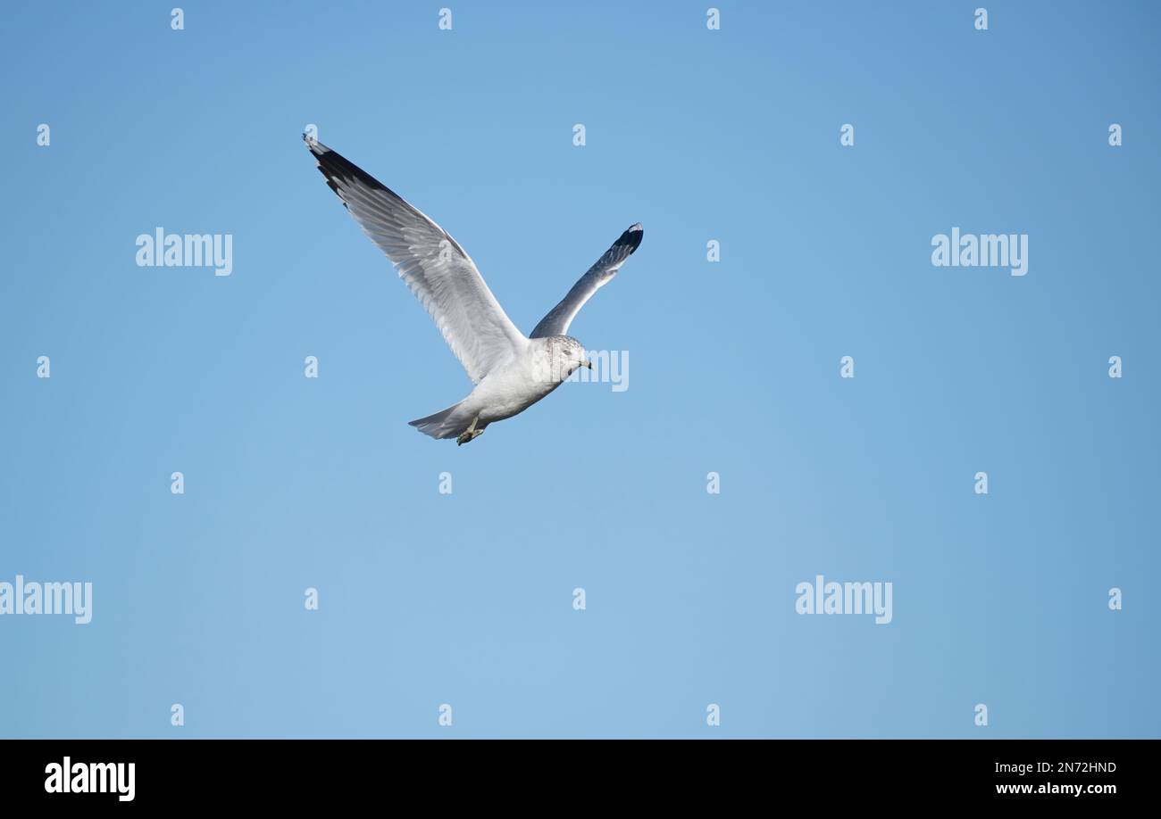 Gabbiano comune (Larus canus) in volo in piumaggio invernale Foto Stock