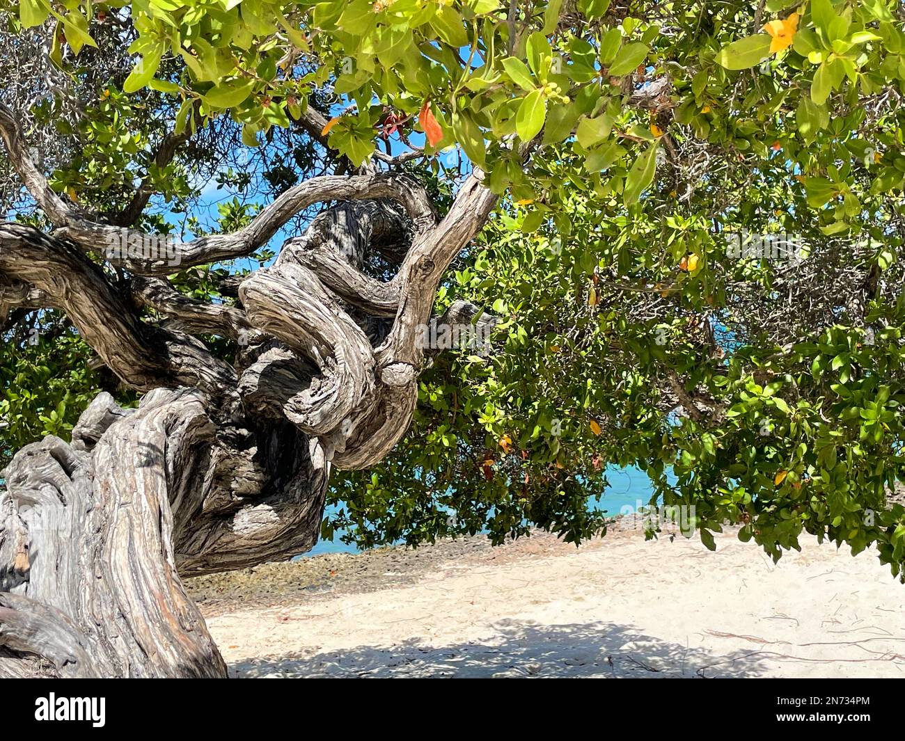 Un albero di Divi sulla spiaggia, Eagle Beach, Aruba Foto Stock