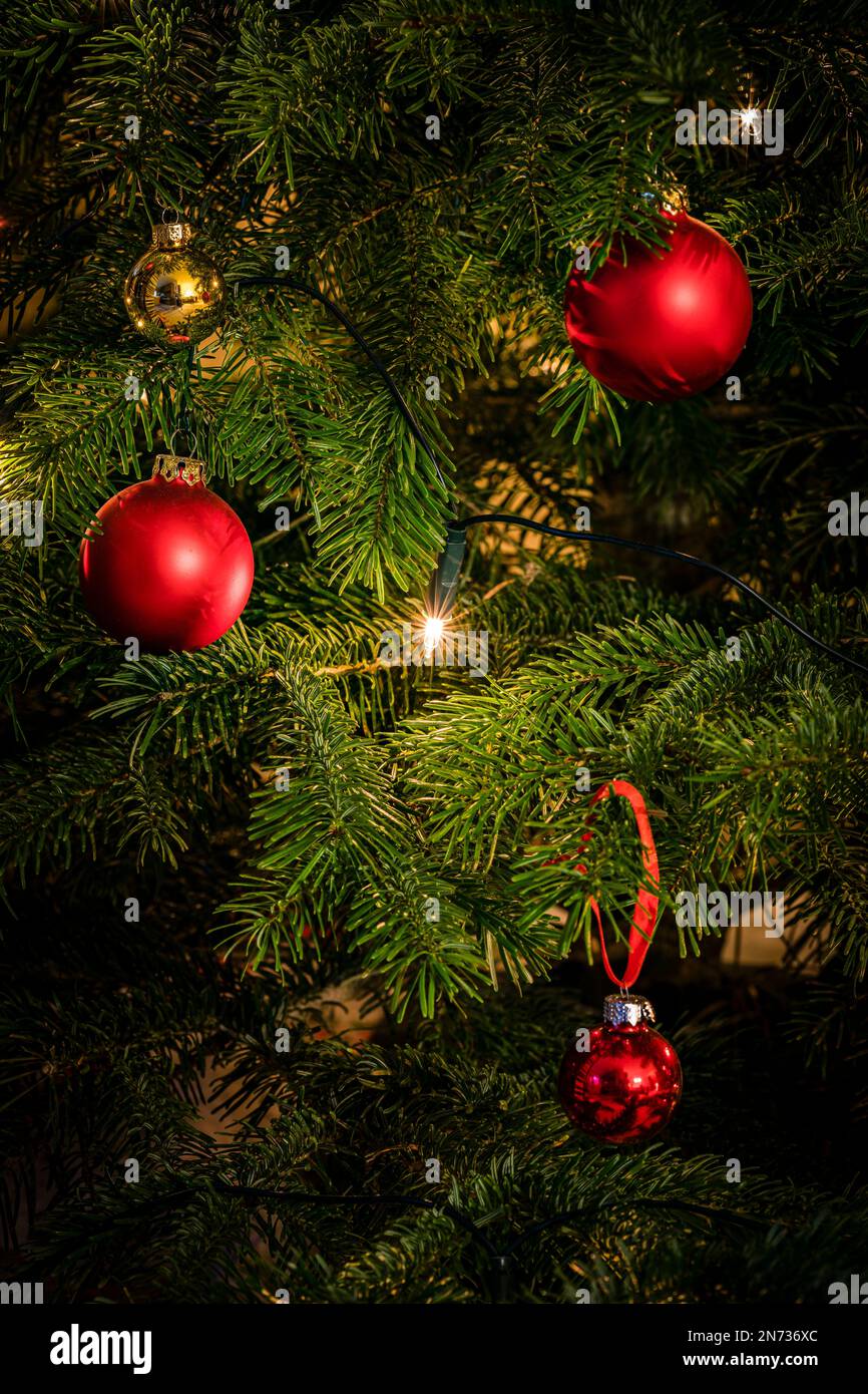 Primo piano di un albero di Natale decorato, un abete Nordmann con palline rosse e gialle e illuminazione con candele elettriche, un'atmosfera familiare e festosa, Foto Stock