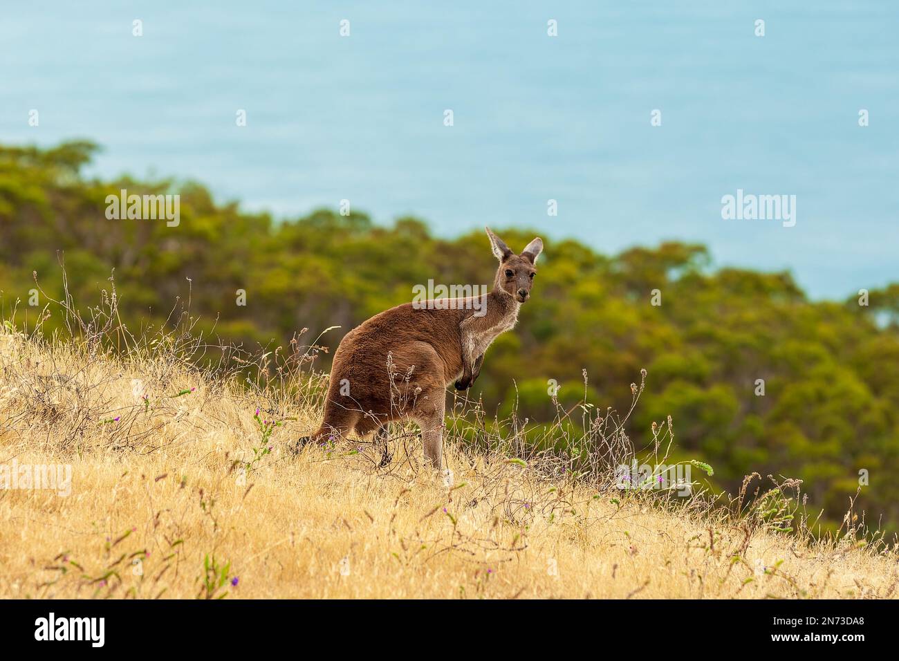 Ritratto di un attento canguro nel Deep Creek Conservation Park, sulla costa meridionale dell'Australia meridionale, che foreggia su un pendio tra erba secca marrone Foto Stock