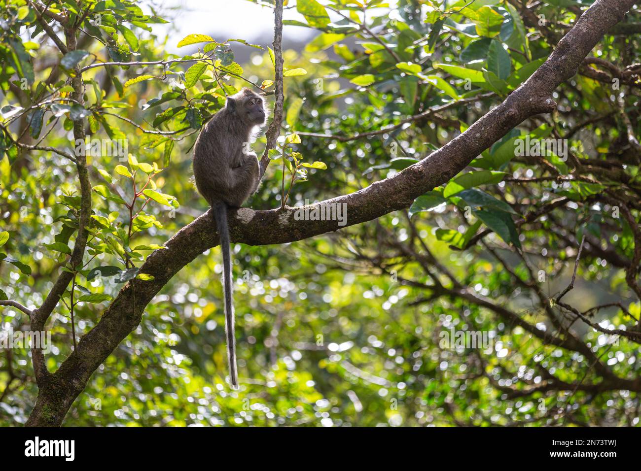 Animali selvatici, scimmie vicino al lago sacro di Grand Bassin a Mauritius Foto Stock