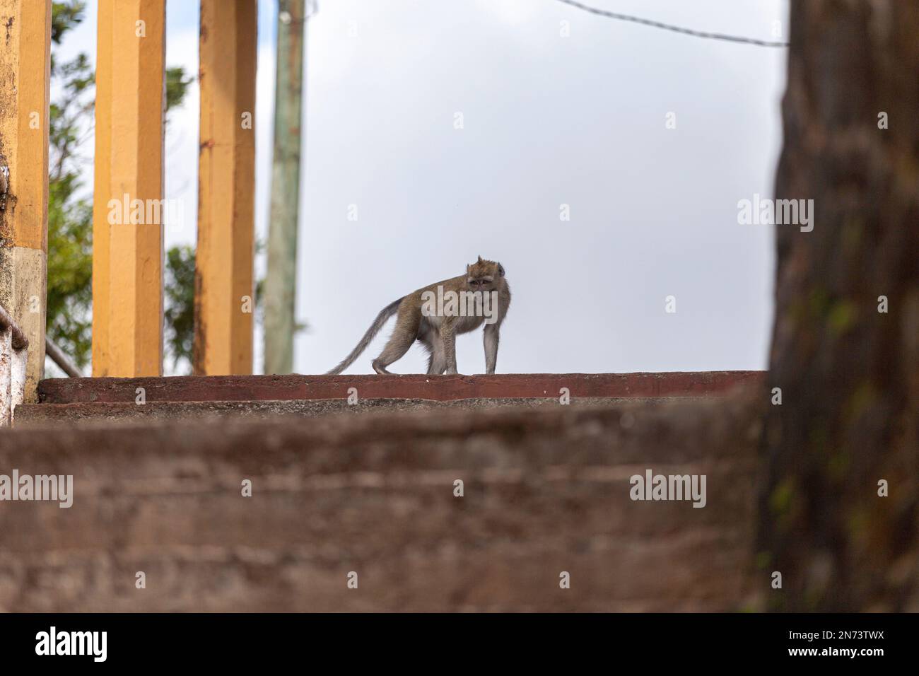 Animali selvatici, scimmie vicino al lago sacro di Grand Bassin a Mauritius Foto Stock