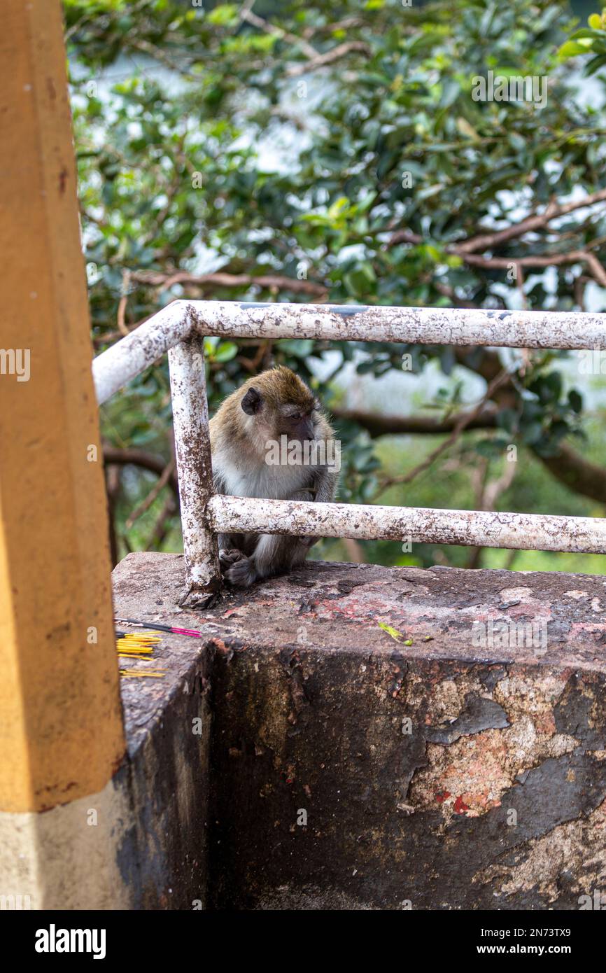 Animali selvatici, scimmie vicino al lago sacro di Grand Bassin a Mauritius Foto Stock
