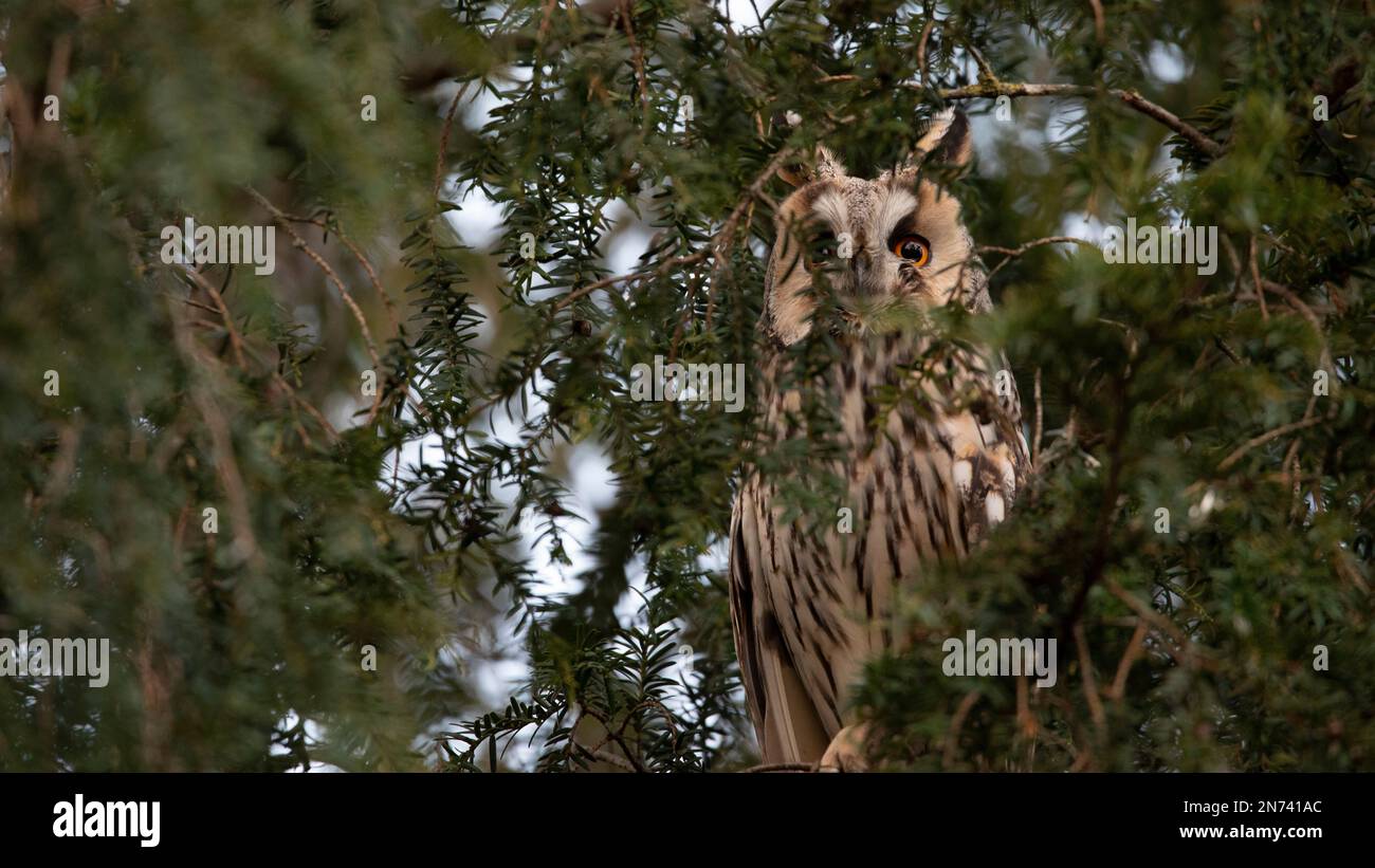 Gufo dalle orecchie lunghe (Asio otus) in una conifera, arboreto, Sassonia-Anhalt, Germania Foto Stock